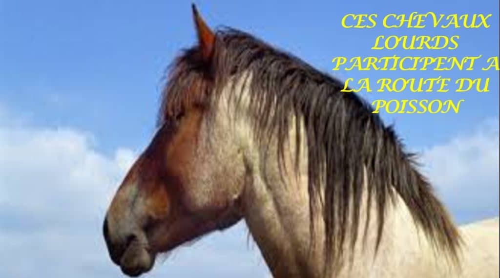 2021-07-22-hardis-mareyeurs03