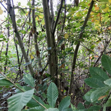 Visite de la fabric du châtaignier