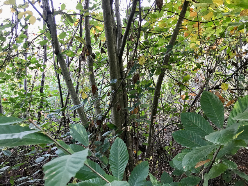 2021-10-22-fabrique-chataigniers (2)